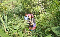 Lai Châu: Thêm động lực để người dân bảo vệ và phát triển rừng