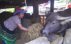 Mùa đông rét mướt, nông dân Lai Châu chủ động dự trữ thức ăn cho trâu, bò 