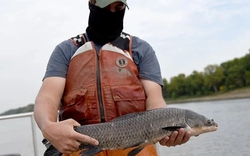 Lo ngại về con sông dài nhất khu vực Bắc Mỹ bị loài cá này sinh sôi khó kiểm soát
