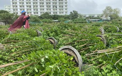 Nông dân Phú Yên khóc ròng vì hoa Tết đổ ngã la liệt trước gió cạnh các tòa nhà cao tầng