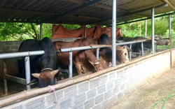 Yên Châu: Phát triển chăn nuôi gia súc tập trung