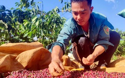 Tây Nguyên: Cà phê được giá, dân chưa kịp mừng đã vội lo