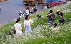 Hà Nội: Chen chân chụp ảnh với cỏ tranh trên triền đê