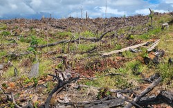 Vụ phá 6ha rừng ở Gia Lai: Kiểm tra dấu hiệu vi phạm của xã