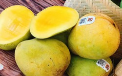 Yên Châu: Phát triển cây ăn quả gắn với tiêu thụ và xuất khẩu  