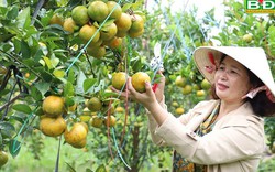 Loại quả ngon này khi trồng trên đất núi lửa ở Đắk Nông, trái nào cũng đẹp, nhìn là thèm