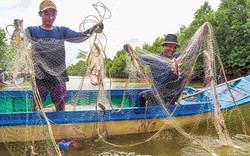 Cà Mau: Đi săn loại cá da trơn tên rất ngắn có thịt thơm, ngậy, béo, nhiều thợ săn có thu nhập khá