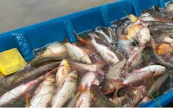 Nhộn nhịp mùa thu hoạch cá ruộng ở Hậu Giang