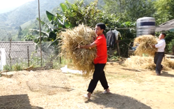 Nông dân vùng cao Lai Châu bảo vệ đàn gia súc trong mùa đông bằng nhiều biện pháp "đặc biệt"