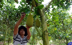 Giá mít Thái nhiều lúc rẻ như cho, nhưng "chốt lại" trồng mít tiền lời nhiều hơn trồng lúa ở vùng ngập lũ Tiền Giang