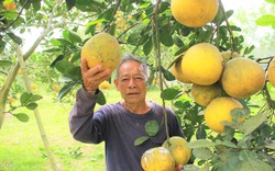 Tết thì chưa tới mà loại quả đặc sản Hà Nội này đang chín dồn dập ở Hà Tĩnh, dân vừa hái bán vừa lo