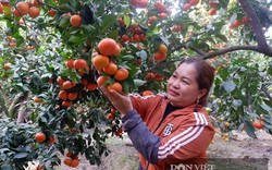 Vốn Quỹ HTND giúp nông dân Bắc Giang liên kết trồng cam, nuôi cá