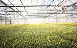 Đà Lạt cung ứng gần 200 triệu cành hoa Tết 