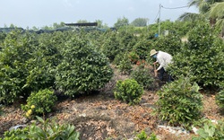 Đua nhau trồng mai vàng bán dịp Tết, nhà vườn Sài Gòn, Long An nói, hễ "nghe tăng giá là thương lái bỏ đi"