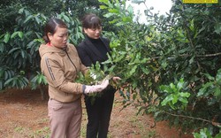 Vì sao trồng vỏn vẹn có 120 cây mắc ca mà chị nông dân này ở Đắk Nông năm nào cũng "đút túi" 250 triệu?