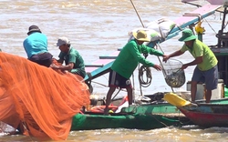 Đi xem dân Tân Châu ở An Giang đẩy dồn "lùa" bắt cá linh nơi đầu nguồn sông Tiền