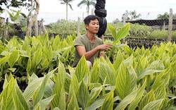 Tết Quý Mão, một nhà vườn Sa Đéc trình làng loại cây cảnh độc, lạ, hoa có đến 4 màu, lá sọc