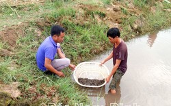 Loại cá đặc sản dân Nam Định sau 9 tháng nuôi, cứ bắt lên bao nhiêu bán hết bấy nhiêu