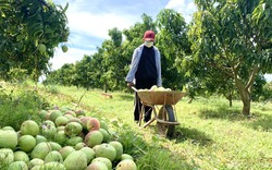 Xót của, loại quả này to bự cả rồi mà nông dân Đắk Lắk cứ nghe rụng lộp bộp la liệt trong vườn