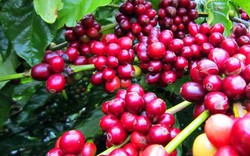Xuất khẩu cà phê của Việt Nam vụ 2022/23 dự kiến giảm mạnh