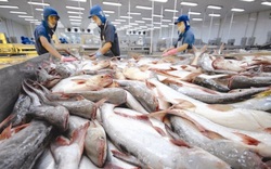 Phòng vệ Thương mại: Thách thức "vựa tỷ đô" của cá tra, ba sa Việt Nam