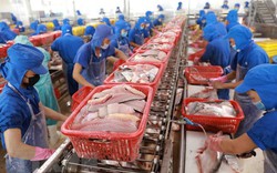 Thị trường Trung Quốc thu hút tới 160 doanh nghiệp Việt Nam tham gia bán một loài cá