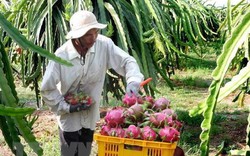 Tiền Giang: Thanh long trái vụ có giá cao gấp 3 lần