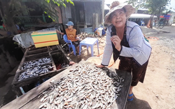 Xưa bơi hàng đàn, dân An Giang bắt vô số, nay loài cá nhà nghèo này thành đặc sản