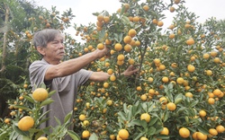 Dân làng này ở Hội An vui như đang Tết bởi quất cảnh chưa chín hết nhưng đã “cháy hàng” 