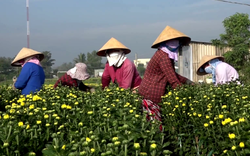 Thương lái vô vườn mua sạch, cả làng trồng hoa ở Bà Rịa-Vũng Tàu mừng vì có tiền ăn tết to