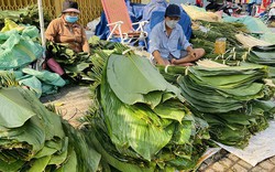 Loại cây xưa mọc hoang nay "lên đời" trồng là có tiền triệu, gần Tết chỉ việc cắt lá bán