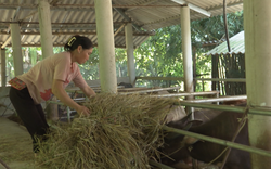 Làm chuồng chăn nuôi, vỗ béo trâu, bò tập trung, nông dân Lai Châu "làm giàu không khó"