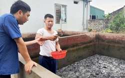 Nuôi cá đặc sản thôn quê dày đặc, đến nhà ông nông dân này ở Quảng Ninh ai xem cũng phục lăn