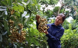 Trái cây Việt xuất ngoại: Mở thị trường đã khó, giữ thị phần còn khó hơn