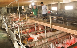 Nghệ An: Băng giá phủ trắng mái nhà, nông dân cho trâu bò mặc áo, cho lợn sưởi đèn hồng ngoại