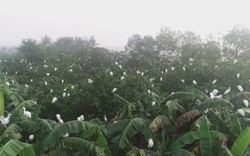 Đàn cò hàng vạn con bay trắng trời, bất ngờ về kín trên hòn đảo nhân tạo ở Nghệ An