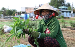 Giá rau xanh từ ăn lá cho tới ăn củ tăng cao nhất trong năm, nông dân Ninh Thuận nhổ bán đắt hàng
