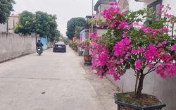Làng "sành điệu" ở Bắc Giang, đường nông thôn mới trồng hoa giấy, cây cảnh "xịn", ai qua cũng trầm trồ