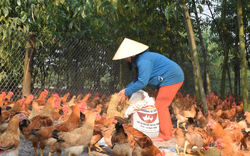 TT-Huế: Hội viên, nông dân mong được hỗ trợ đầu ra cho nông sản VietGAP, nông sản hữu cơ 