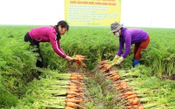 9 doanh nghiệp Hàn Quốc vào tận một xã của Hải Dương săn mua loại củ đỏ au, giàu vitamin A