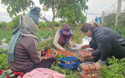 Sơn La: Mùa dâu tây chín đỏ, nông dân đút túi tiền triệu