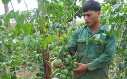 Loại cây dây leo treo quả đếm không kịp này gặp thời bán được giá khiến nông dân Đắk Nông trúng lớn