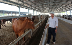 
DA chăn nuôi đại gia súc hướng thịt được tỉnh Đắk Lắk ứng 55 tỷ hỗ trợ: Chủ đầu tư lỗ chồng lỗ