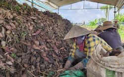 Được xuất khẩu chính ngạch sang Trung Quốc, giá khoai lang tím tăng gấp 10 lần