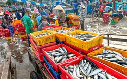 Thủ tướng Phạm Minh Chính yêu cầu thực hiện 180 ngày hành động để gỡ "thẻ vàng" IUU của EC