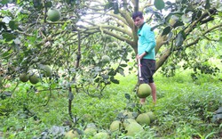 Đây là loại quả ngon, nhưng nông dân Bà Rịa-Vũng Tàu đang đau đầu vì trái chín ồ ạt bán không kịp