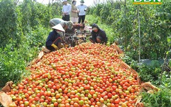 Trúng mùa cà chua, một nông dân Đắk Nông trồng 5 sào lãi 200 triệu/vụ