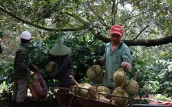 Thu nhập 500-700 triệu/ha sầu riêng, nhiều nông dân Đắk Lắk bỏ cà phê, hồ tiêu để trồng cây đang hot này