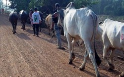 Bộ NNPTNT đề nghị tăng cường kiểm soát vận chuyển, buôn bán trâu bò trái phép qua biên giới