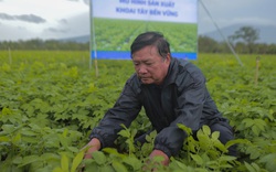 Một ông nông dân ở Đơn Dương chỉ trồng khoai tây bán cho doanh nghiệp nước giải khát mà thu 500 triệu